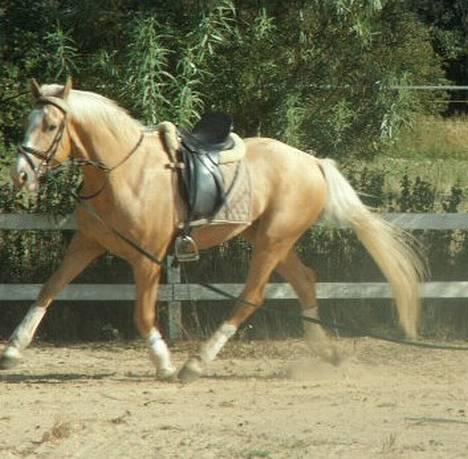 Palomino Millenium billede 8