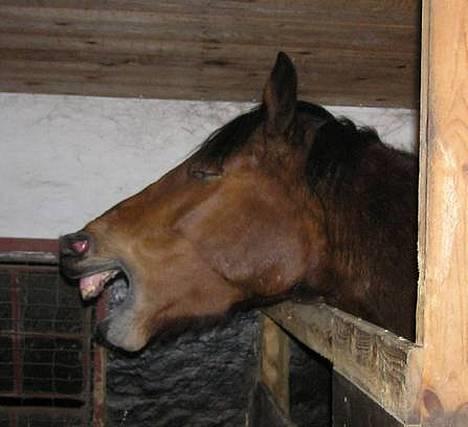 Anden særlig race Atilla-San *RIP* - Atilla er vist blevet træt :-) billede 17