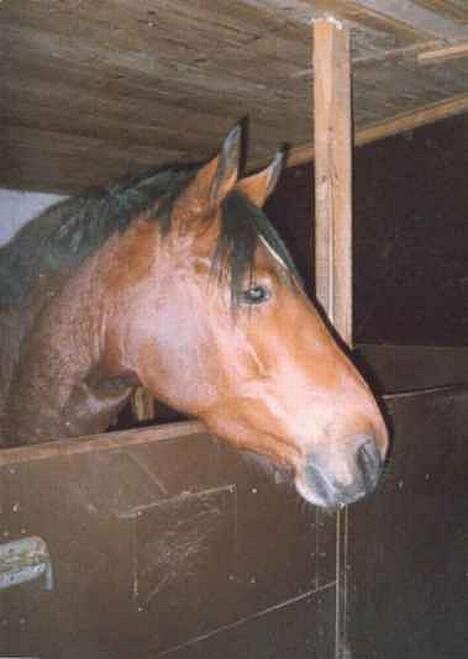 Anden særlig race Atilla-San *RIP* - Atilla i stalden billede 18