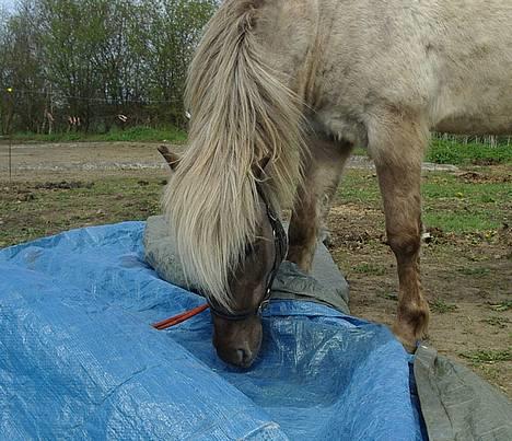 Islænder Silfurfaxi billede 5