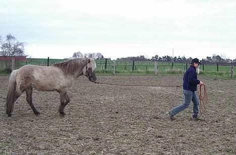 Islænder Silfurfaxi billede 6