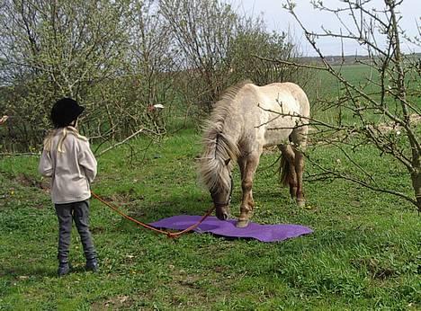 Islænder Silfurfaxi - alle kigger efter silfurfaxi billede 7