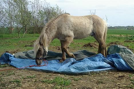 Islænder Silfurfaxi billede 8