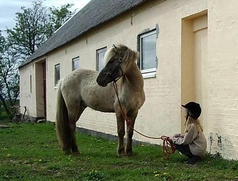 Islænder Silfurfaxi billede 9