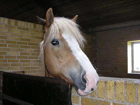 Haflinger Gordon (SOLGT) <3 - -Foto: Miig billede 9