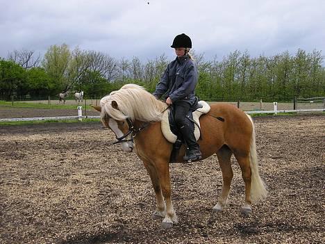 Haflinger Gordon (SOLGT) <3 - -Foto: Min Mor billede 10