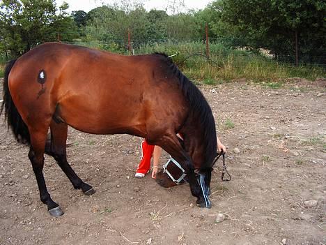 Fuldblod (XX) Dark Amigo (aflivet) - Neje kan han også lidt.. billede 13