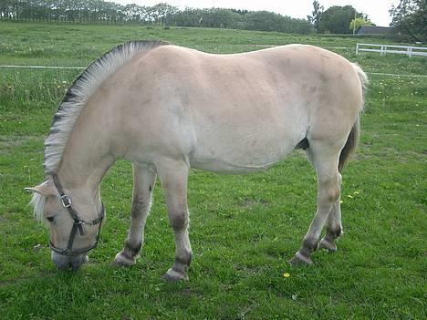 Fjordhest Freja †RIP 23/11-2010 billede 9
