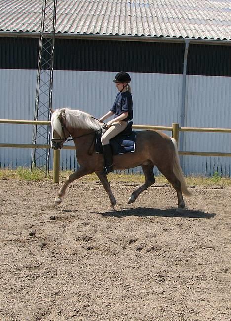 Haflinger Max Moonlight (solgt) billede 17