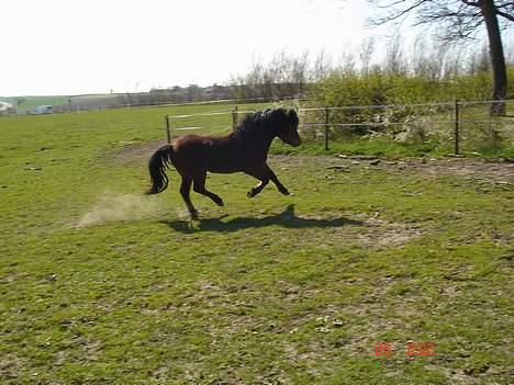 Dartmoor Fanando <Solgt> - galop(= (= billede 7