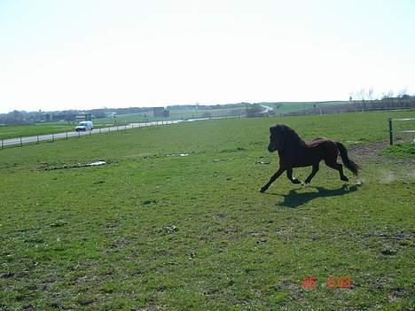 Dartmoor Fanando <Solgt> - Fri trav<3 billede 10