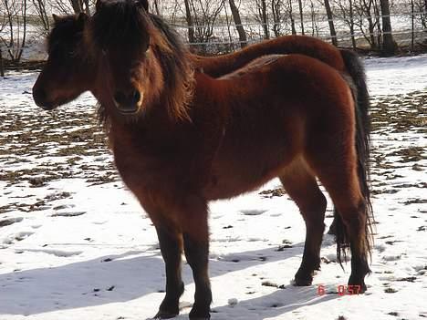 Dartmoor Fanando <Solgt> - Nu er det hvis blevet jul<3 billede 18