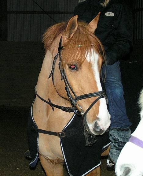 Anden særlig race Strejfer - miin dejliqe strejfer <3 januar 2006 billede 14