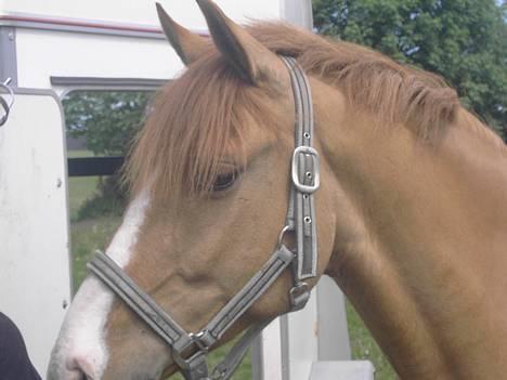 Anden særlig race Strejfer - er han ikk dejlig!? billede 15