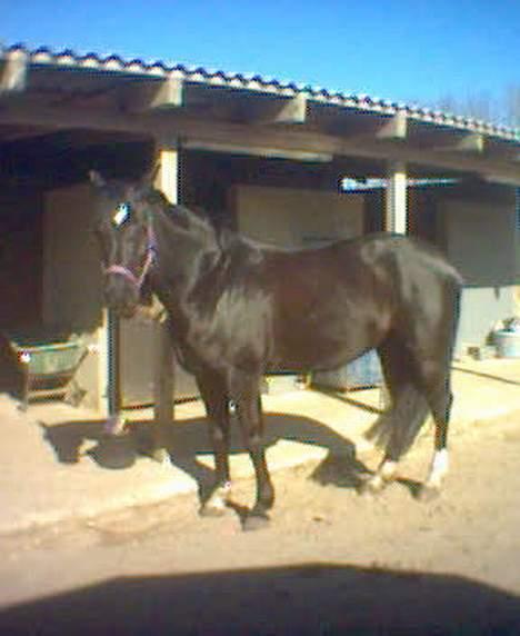 Dansk Varmblod Scarlet - ehhh... dig igen nu.... Gider ikke flere billeder mor... :D ( taget med mobilen ) billede 11