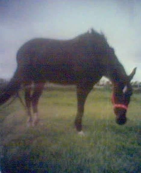 Dansk Varmblod Scarlet - scarlet på marken.. ( taget med mobilen ) billede 12
