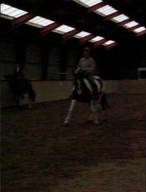 Pinto langager tinka - flot schenkel hviling... billede 12