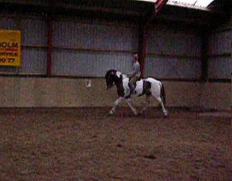 Pinto langager tinka billede 13