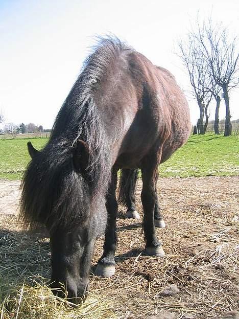 Islænder Perla Marcusminde SOLGT  - Perla 25 april....  billede 14
