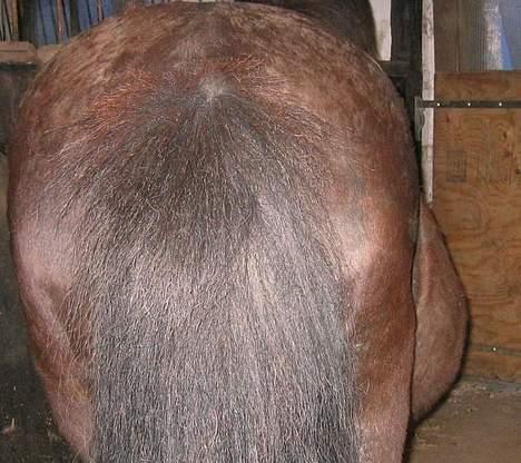 Islænder Perla Marcusminde SOLGT  - Perlas store mave billede 15