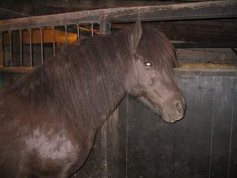 Islænder Perla Marcusminde SOLGT  - Perla 27 arpil billede 16
