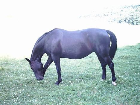 Oldenborg Tessa Birkelund billede 17