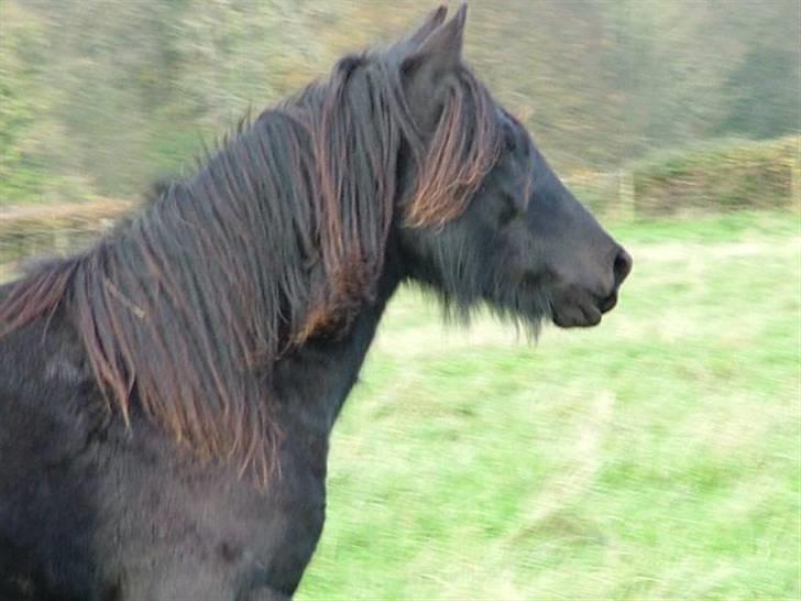 Fell pony Llancloudy Jess DØD - Jess Da Hun Var Vildhest! billede 1