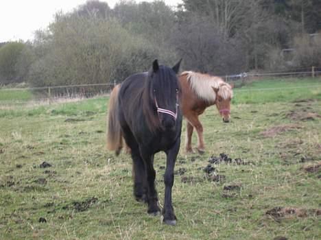Fell pony Llancloudy Jess DØD - Hvad Er Dog Det, Du Har I Hånden Mor? Den Må Hellere Undersøges! billede 2