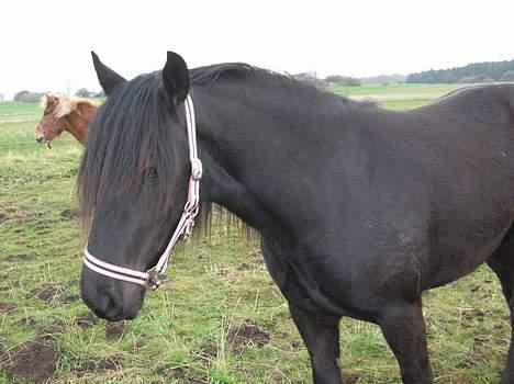 Fell pony Llancloudy Jess DØD - Seeh.. Står Jeg Ikke Fiint?? billede 3
