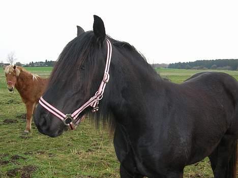 Fell pony Llancloudy Jess DØD - Jess Kigger.. (: billede 4