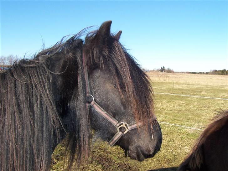Fell pony Llancloudy Jess DØD - Jess - her kan man tydeligt se hun var vildhest. ;) billede 5