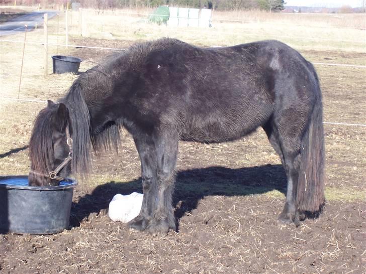 Fell pony Llancloudy Jess DØD - Jess - her kan man tydeligt se hun var vildhest. ;) billede 6
