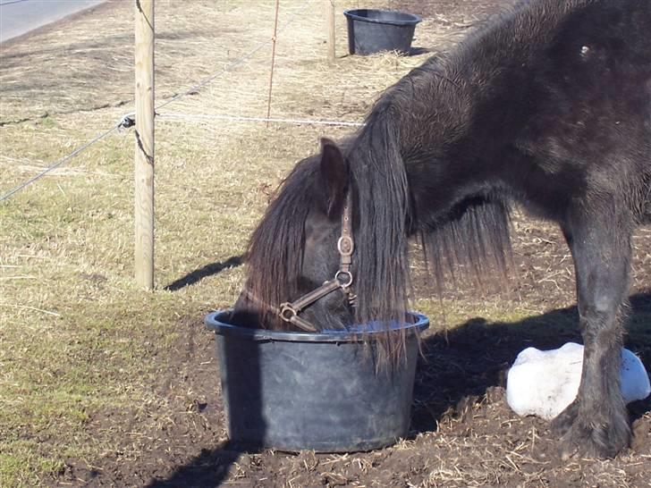 Fell pony Llancloudy Jess DØD - Jess - her kan man tydeligt se hun var vildhest. ;) billede 7