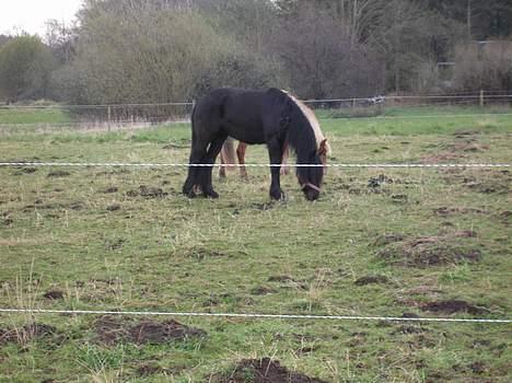 Fell pony Llancloudy Jess DØD billede 10