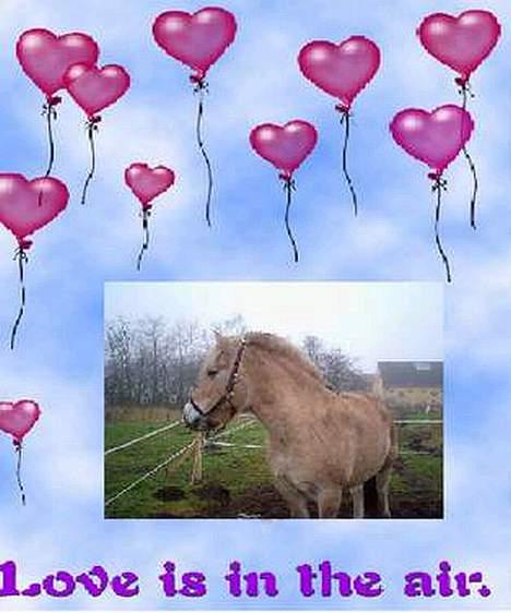 Fjordhest Charlie...Død.. billede 11