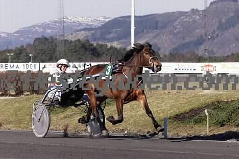 Koldblodstraver Henfiksa - Henfiksa i løp! billede 14