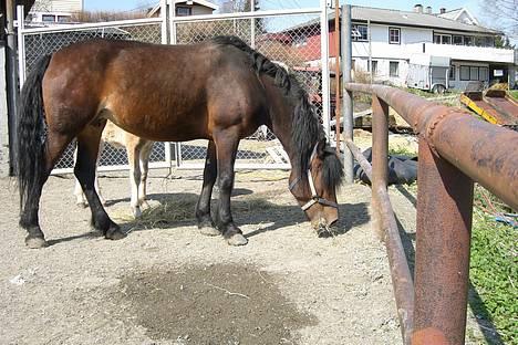 Koldblodstraver Henfiksa - Ute=D billede 17