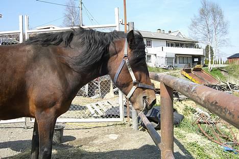 Koldblodstraver Henfiksa - Jento mi<3 billede 20