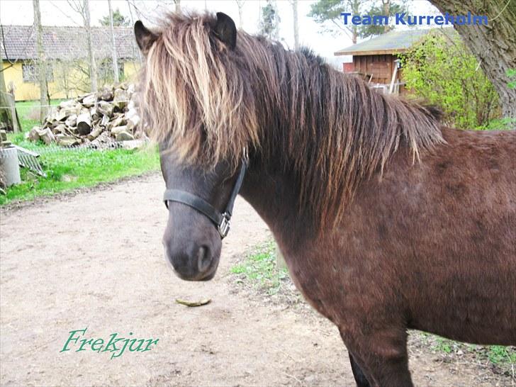 Islænder Frekjur F. Kurreholm billede 1