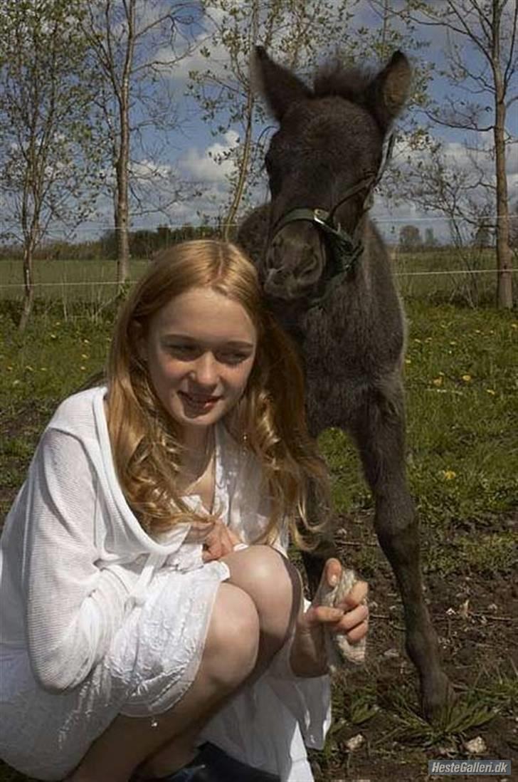 Islænder Frekjur F. Kurreholm - Komfirmation - Rissehs hår smager godt! :b billede 2