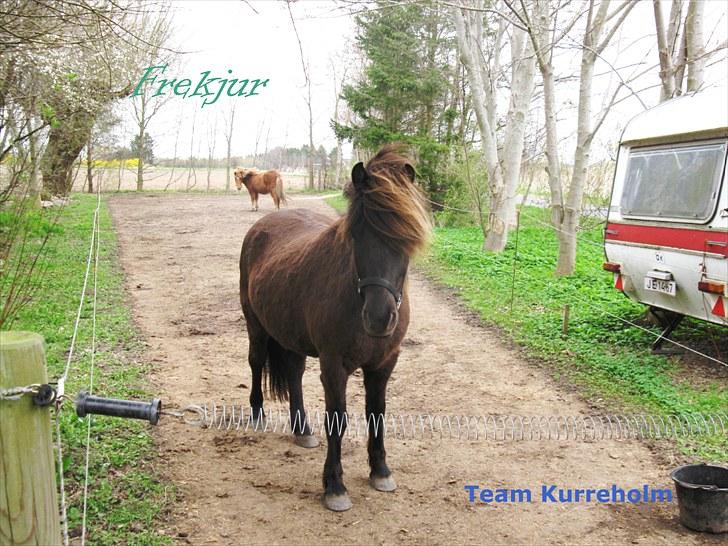Islænder Frekjur F. Kurreholm - Frekjur, første gang med udstyr... 27 september 08. billede 3