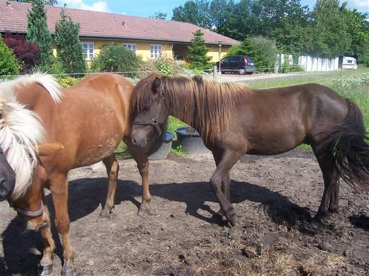 Islænder Frekjur F. Kurreholm - Frekjur den første i syvende. :) billede 4