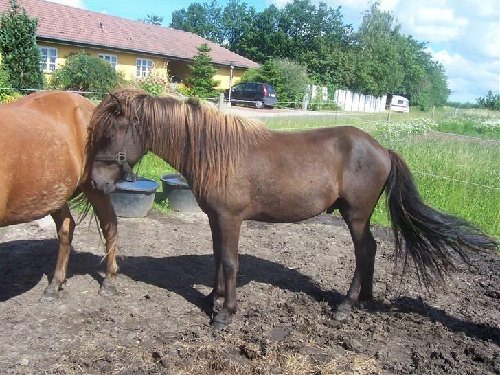 Islænder Frekjur F. Kurreholm - Frekjur den første i syvende. :) billede 5