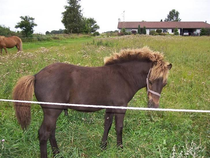 Islænder Frekjur F. Kurreholm - Frekjur ca. ½-1 år. billede 6