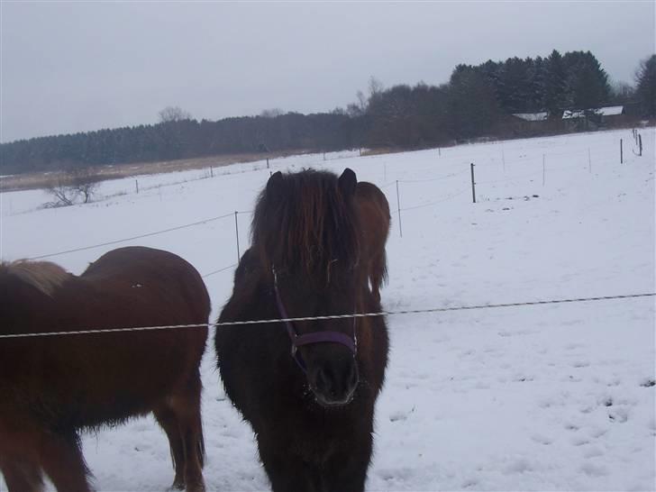 Islænder Frekjur F. Kurreholm billede 7