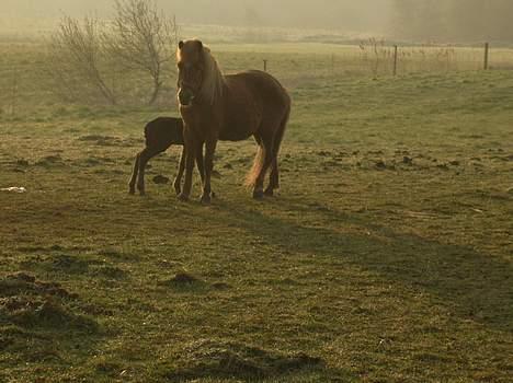 Islænder Aldis Fra Lundebakkegård billede 9