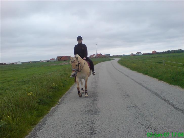 Fjordhest Freja - Freja og jeg.. Første ridetur billede 17