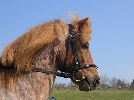 Anden særlig race Rasmus - WOW - sikke en profil!!! Rasmus til distance - 16. April 2005 billede 11