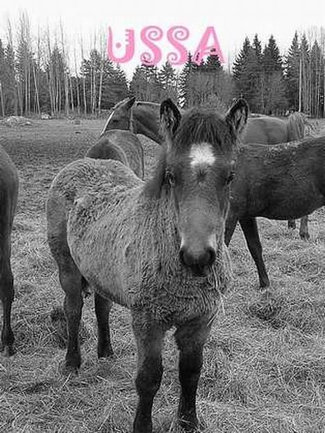 Koldblodstraver Finnbo Ussa - hehe... takk Leonore som laget detta! :) billede 4