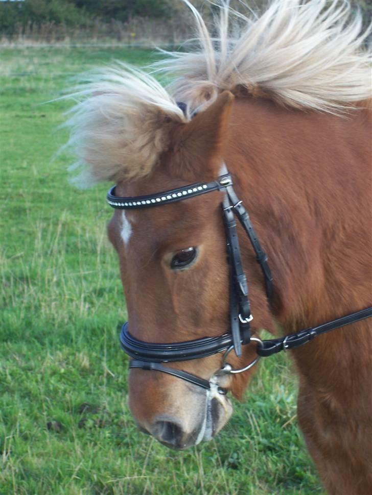 Islænder Tyra Fra Stårup  - 17. oktober 08. billede 11